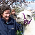Peggy Williams, I.C. president, with Willow, llama
