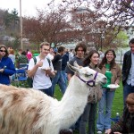 Students meet Willow the Llama