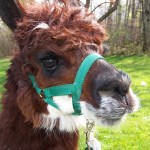 Allie the Alpaca